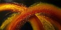 Burst-100x50